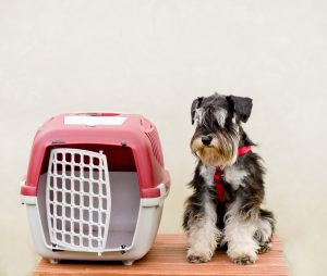 Dog beside portable carrier.
