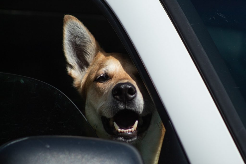 Dog inside a car.