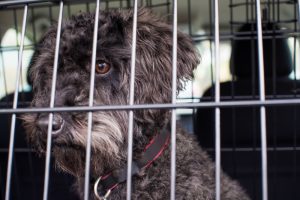Dog inside a wire crate.