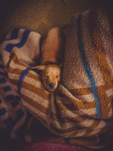 Dog sleeping on blanket.