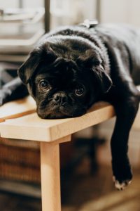 Pug lying on a bench.