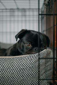 Dog inside crate with bed.