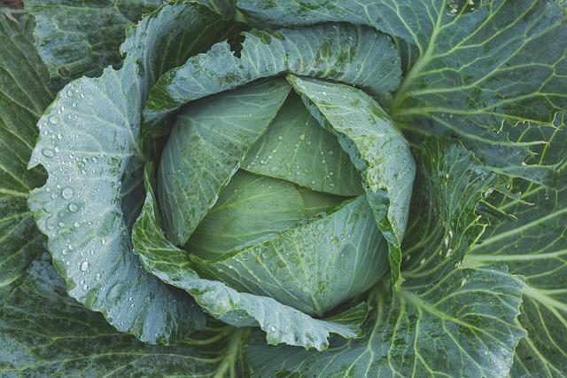 Closeup green cabbage.