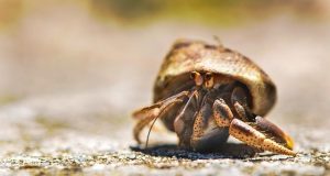 Crab.