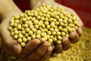 Can Dogs Eat Edamame?
