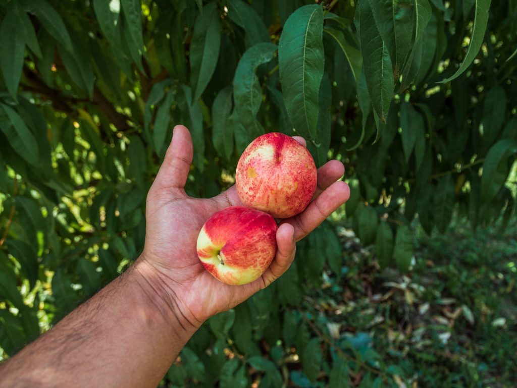 Can Dogs Eat Nectarines?