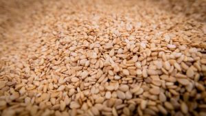 Can dogs have sesame seeds?