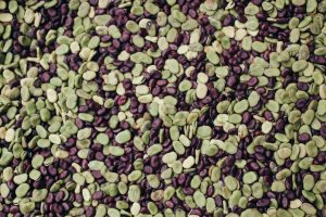Lima beans being dried.