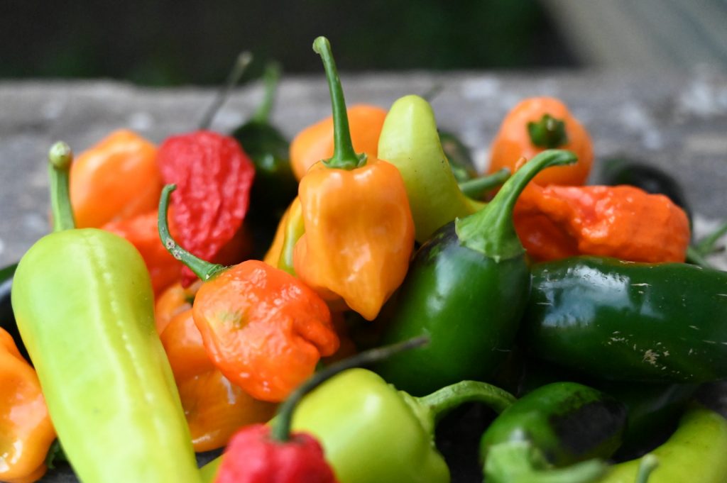 Can Dogs Eat Jalapeños?