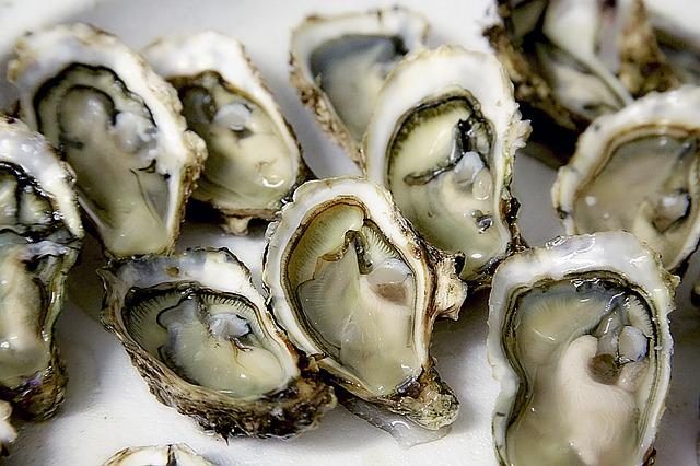 Can Dogs Eat Oysters?