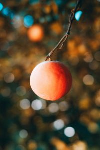 Can Dogs Eat Persimmons?