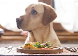 Is Fresh Dog Food Worth It?