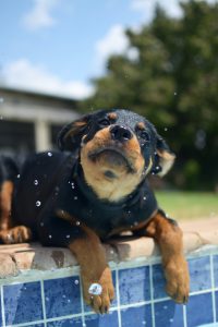 Puppy by pool.