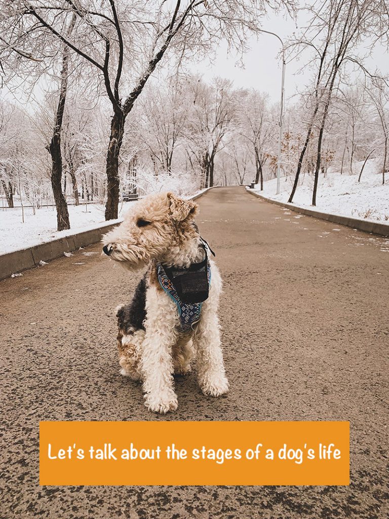 A small white dog in the middle of a tree-lined street on a snowy day, with caption, "Let's talk about the stages of a dog's life."