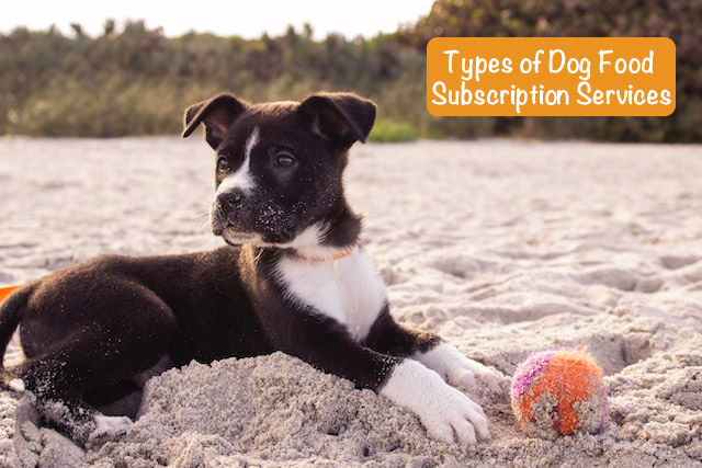 a dog lies on the sand with a ball next to it