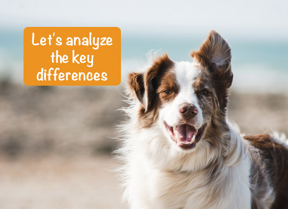 Brown and white dog in wind on beach looking at camera with caption "Let's analyze the key differences".
