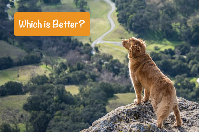 a red dog stands on a stone and looks into the distance