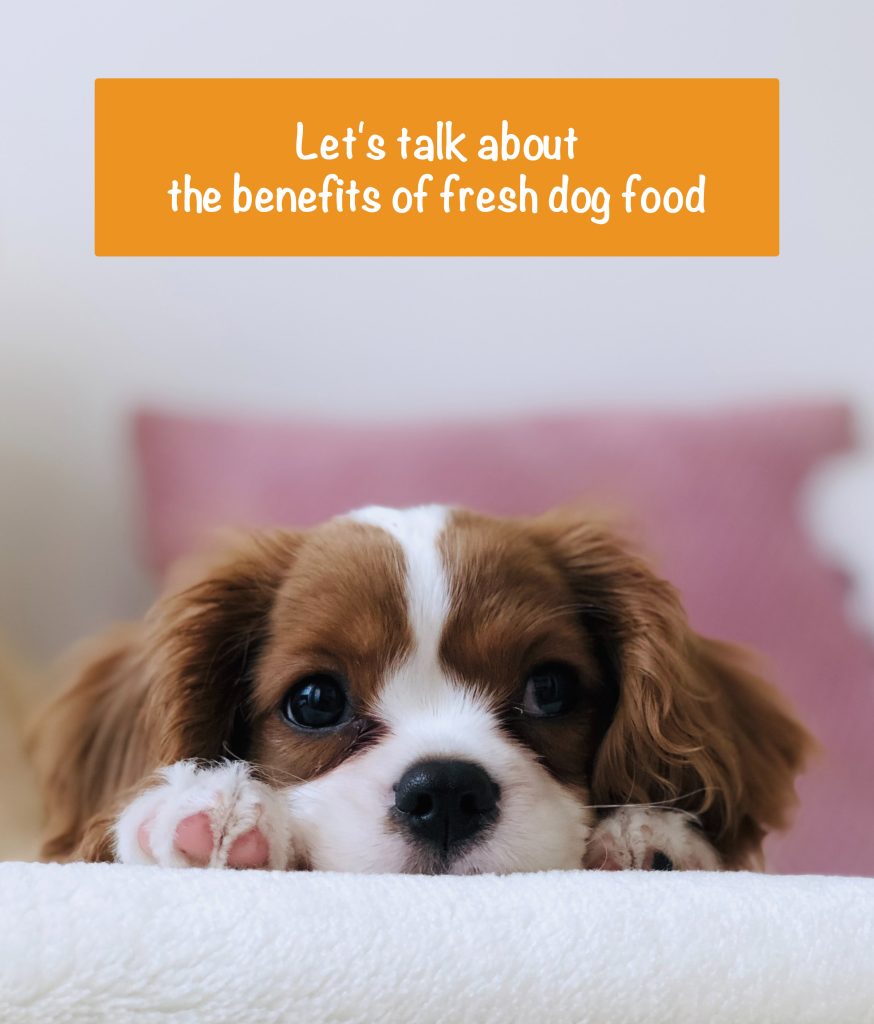 a small cocker spaniel looks and the text above "let's talk about the benefits of fresh dog food"