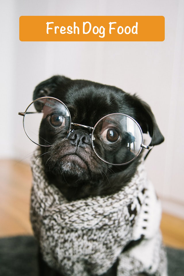 a small dog in glasses and a vest
