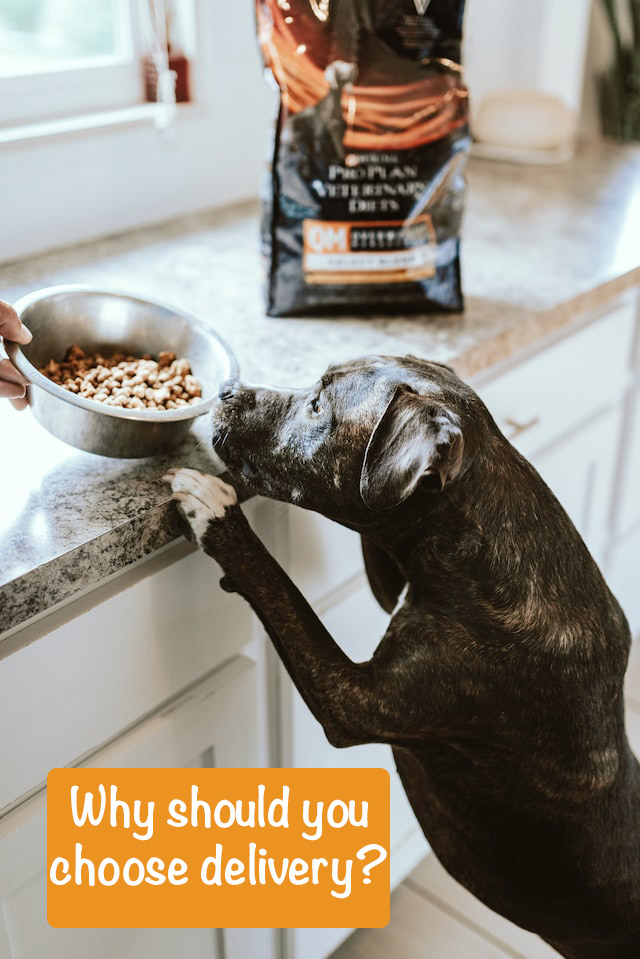 the dog stands on its hind legs and sniffs a bowl of food