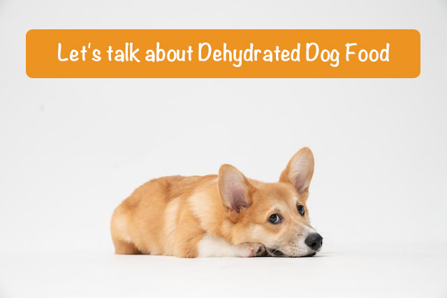 warm corgi with dark eyes and cool ears