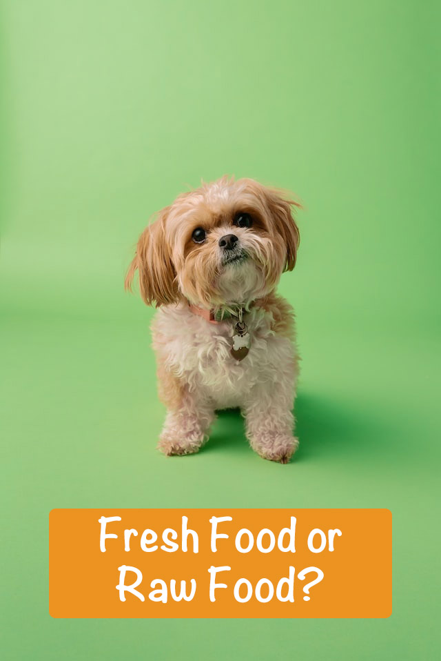 Small dog on green background looking at camera with caption "Fresh Food or Raw Food?"
