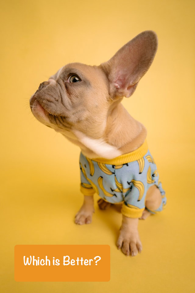 small dog in blue bluze asks which is better