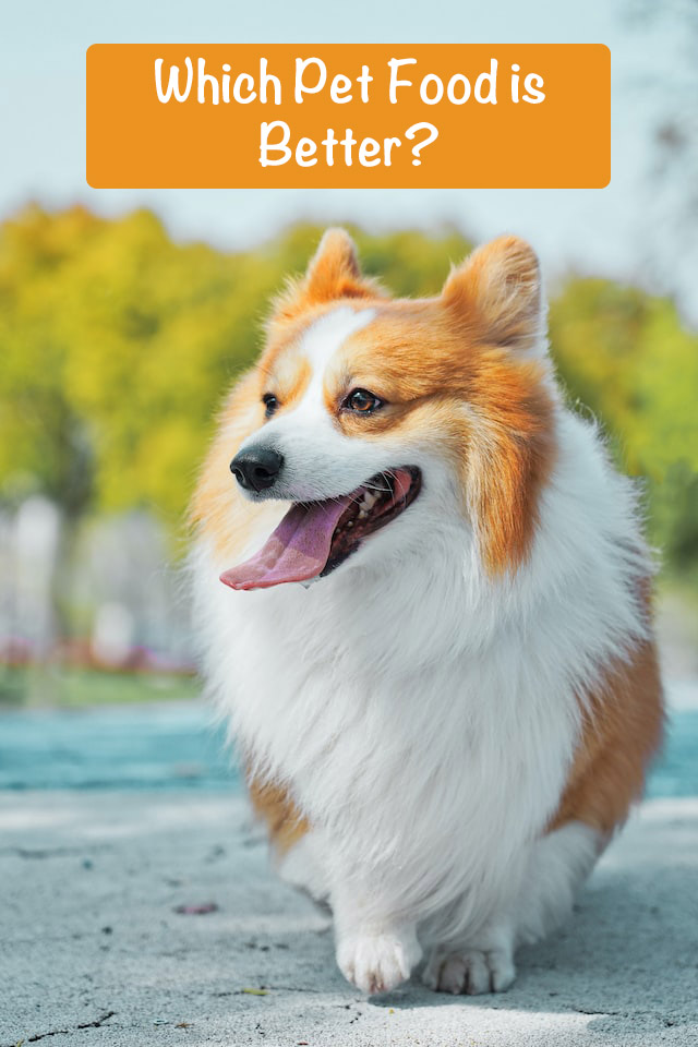 Small white and tan dog asking 'Which Pet Food is Better?"