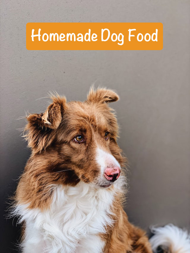 dog with head turned right 