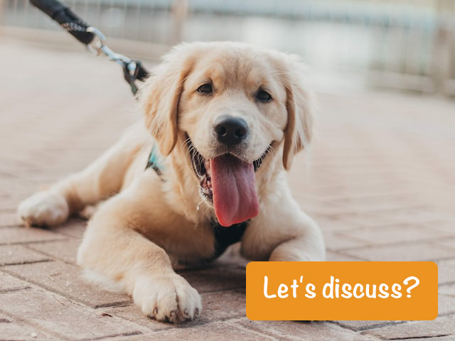 dog lies and asks questions let's discuss?