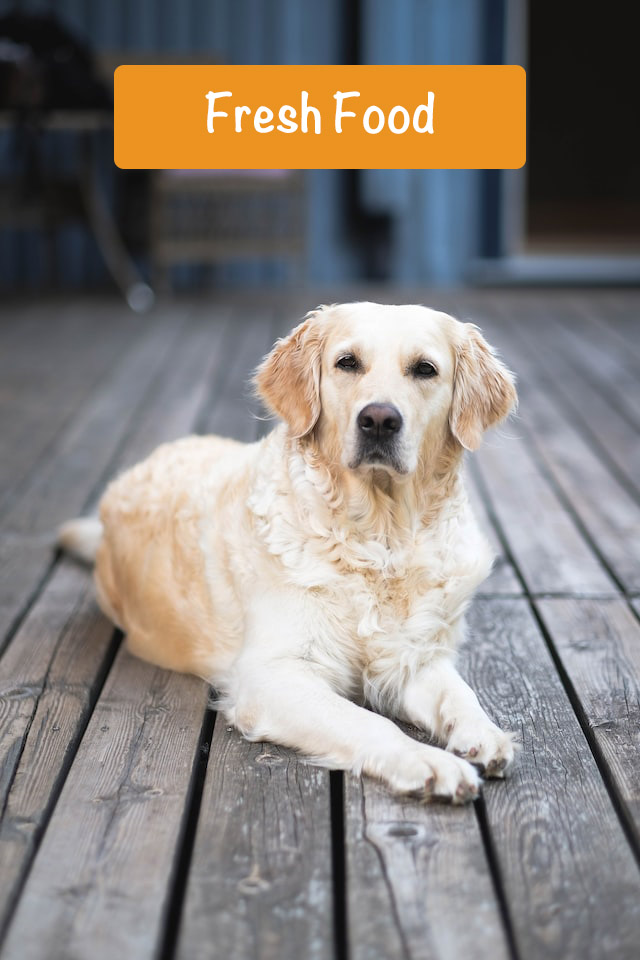 you see large pensive dog with smart eyes