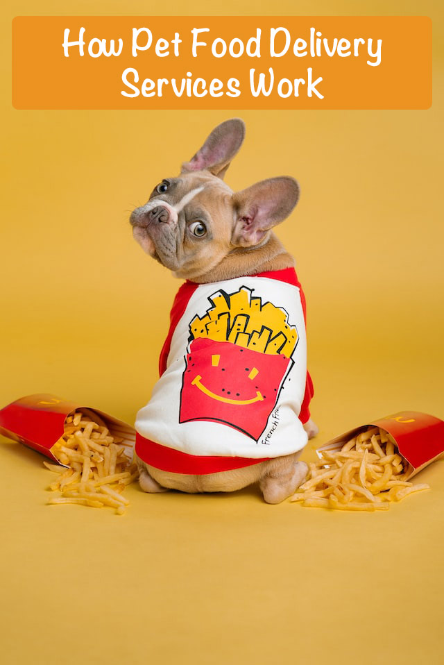 the dog looks back and asks how pet food delivery services work.