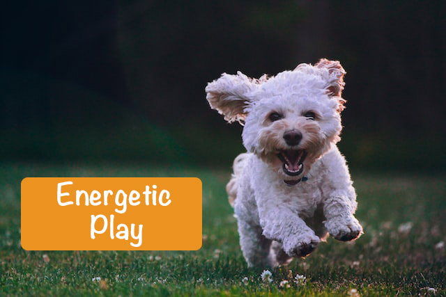 A small white dog running with caption "Energetic Play."