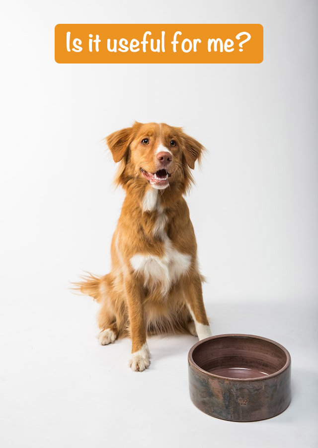 the dog sits by the bowl and asks the question "is it useful for me?"