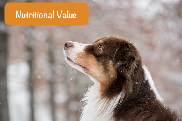 the dog looks up and text about Nutritional Value