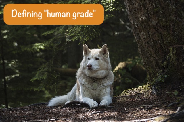 husky is lying on the dark forrest and text Defining "human frade"