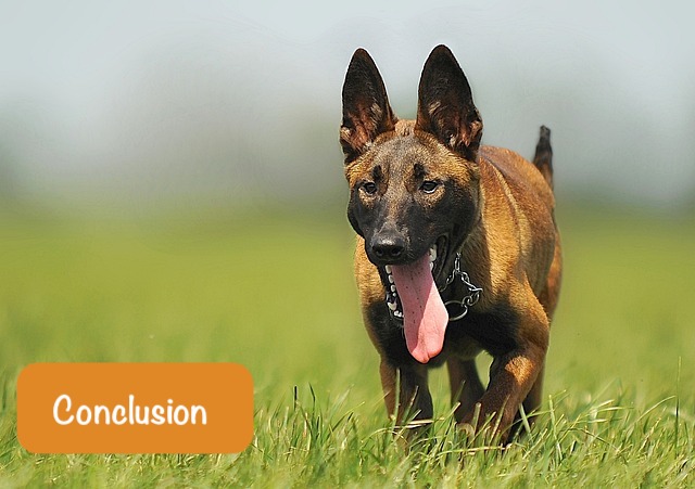 a brown dog runs along green grass