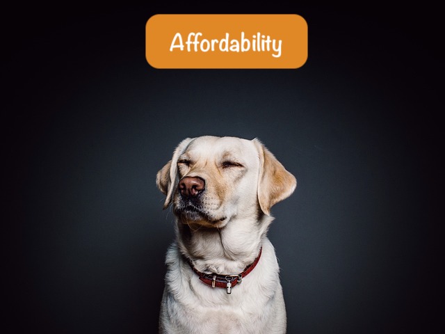 dog is standing on the black background