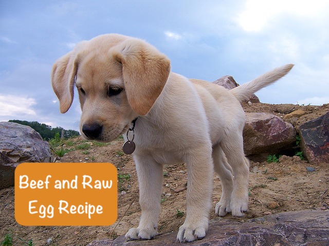 a small labrador is standing next to the stone