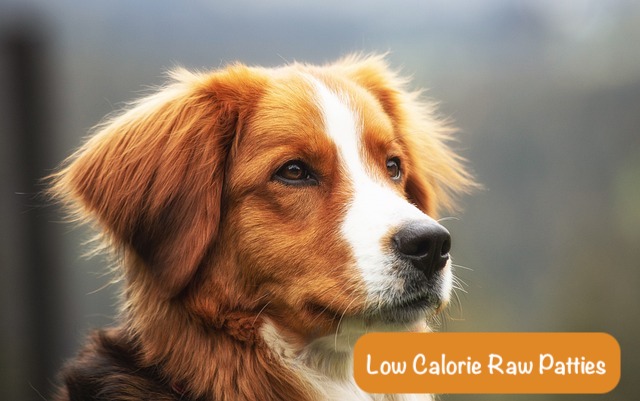 red dog is standing on the grey background 
