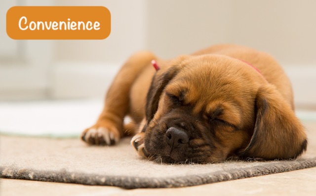 tiny puppy is sleeping on the grey carpet