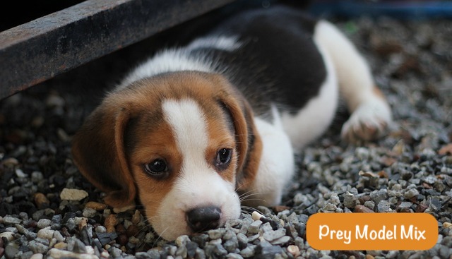 a small dog lies near the iron tracks on small pebbles