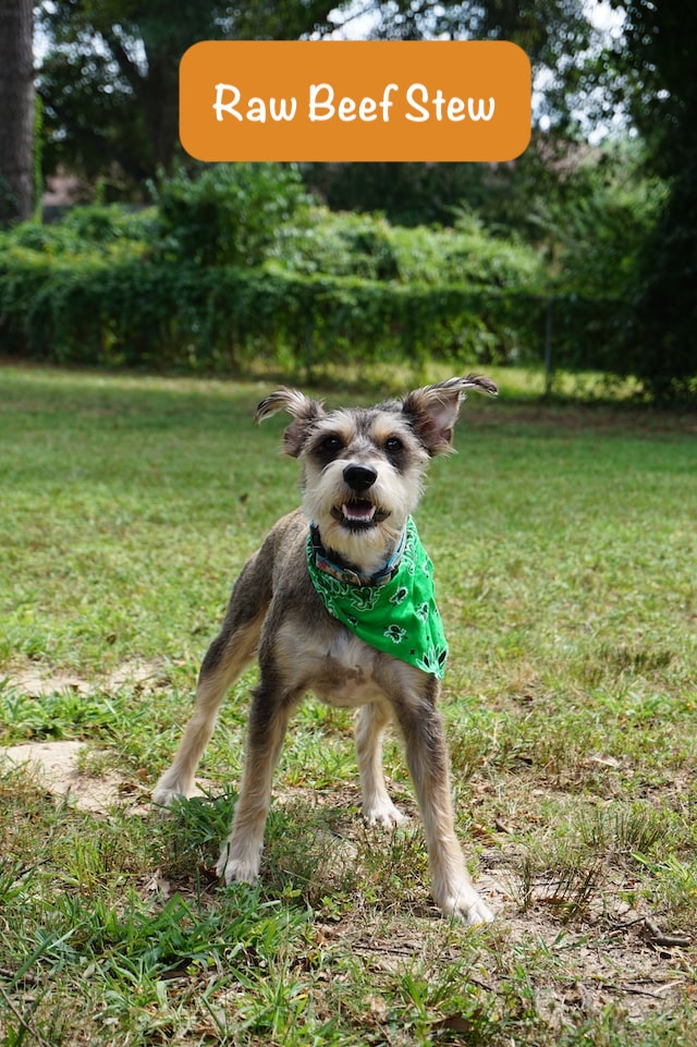 wonderful dog stands on the green forrest with text Raw Beef Stew