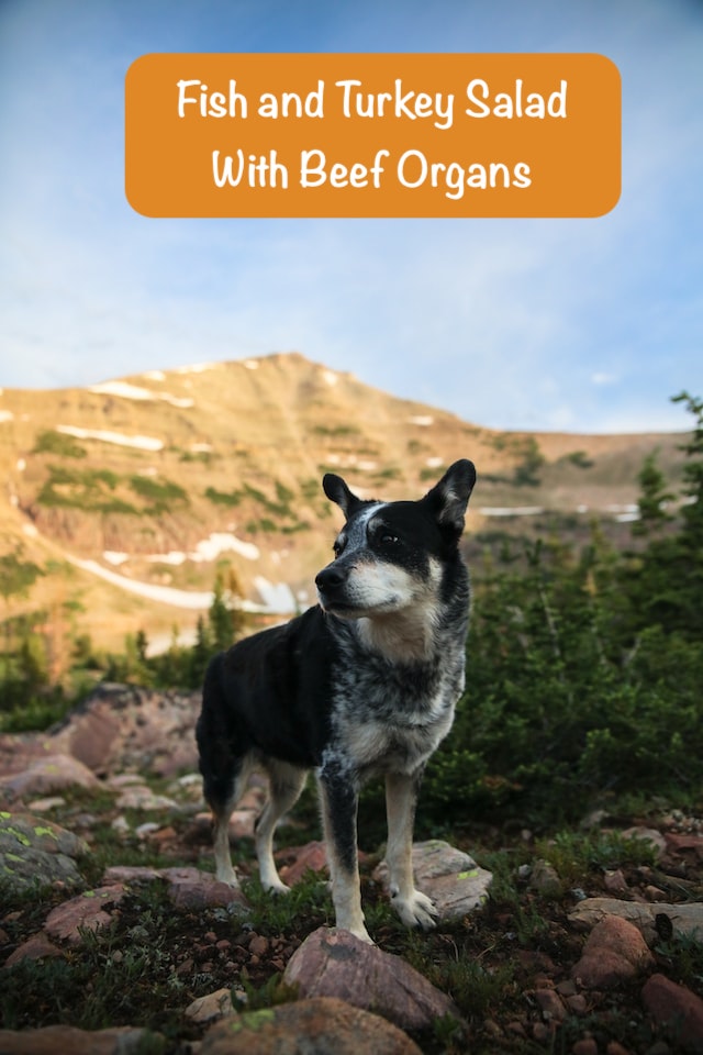a dog is standing on the stone in mountains with text Fish and Turkey Salad With Beef Organs