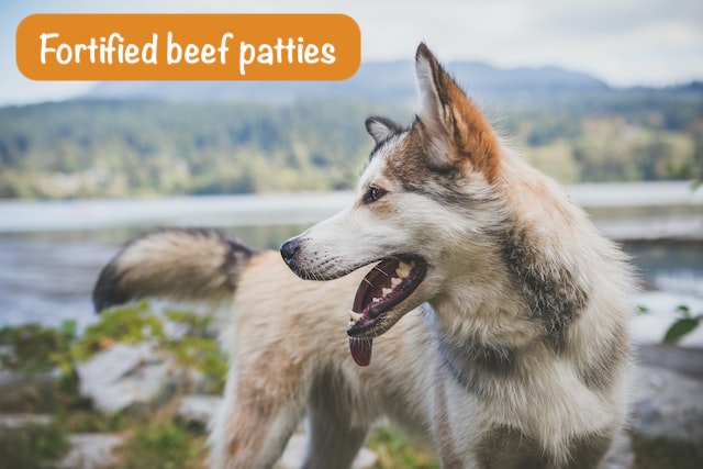 a dog is standing on Riverside  with text Fortified beef patties