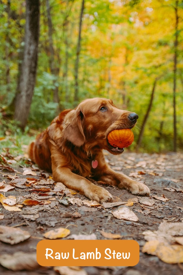 a dog with a ball in its mouth with text  Raw Lamb Stew