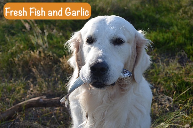 dog with fish in his mouth and text Fresh Fish and Garlic

