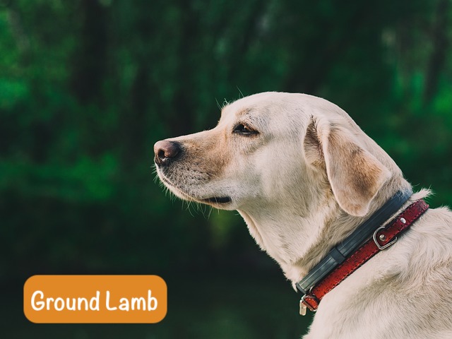 Yellow lab looking off into the distance with the caption "Ground lamb"