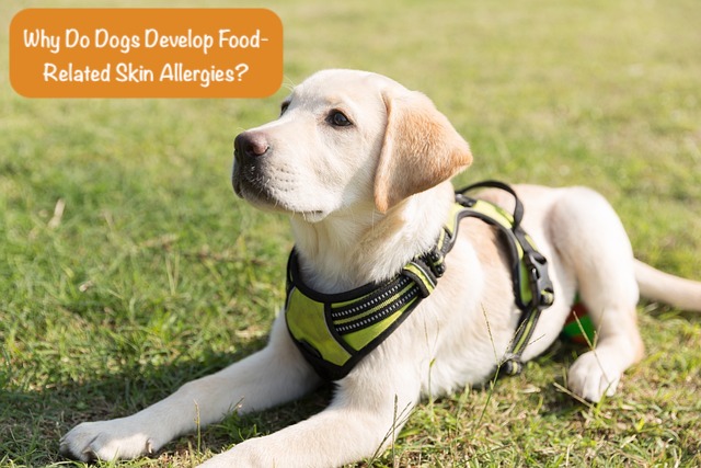 white labradore is lying on green grass with question Why do dogs develop food related skin allergies?