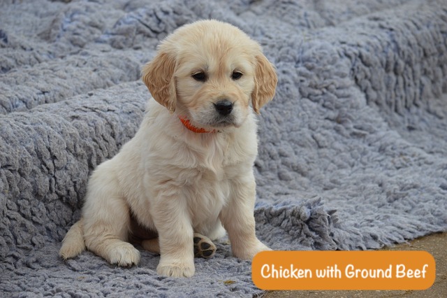 small puppy is lying on the grey blanket with text Chicken with Ground Beef